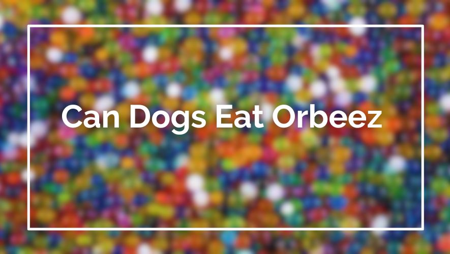 Can Dogs Eat Orbeez