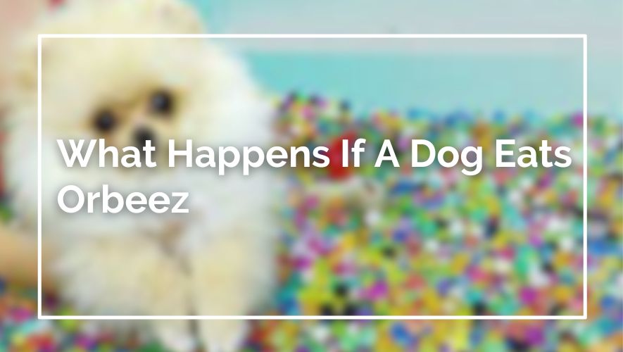 What Happens If A Dog Eats Orbeez