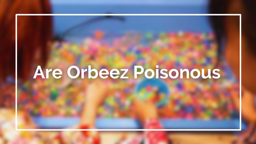 Are Orbeez Poisonous
