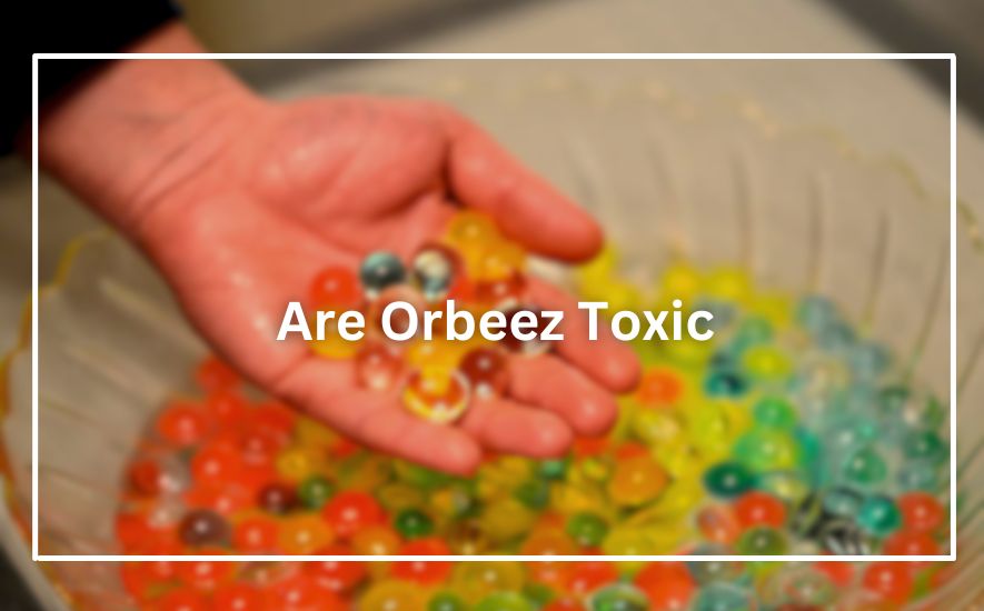 Are Orbeez Toxic
