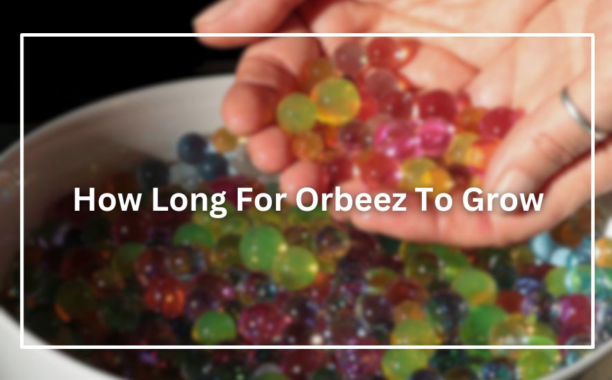 How Long For Orbeez To Grow