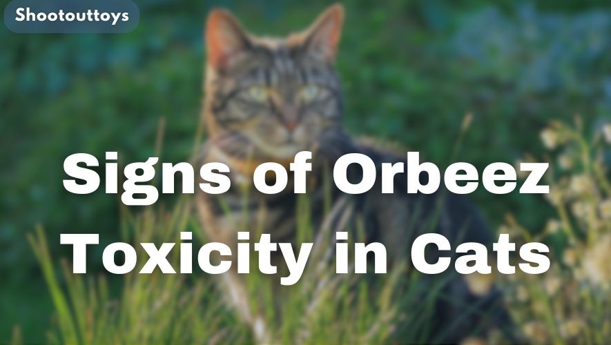 Signs of Orbeez Toxicity in Cats
